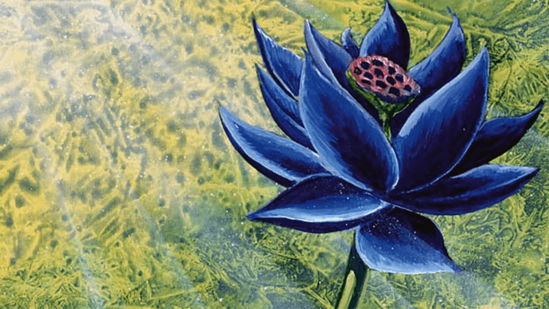 lotusnow3