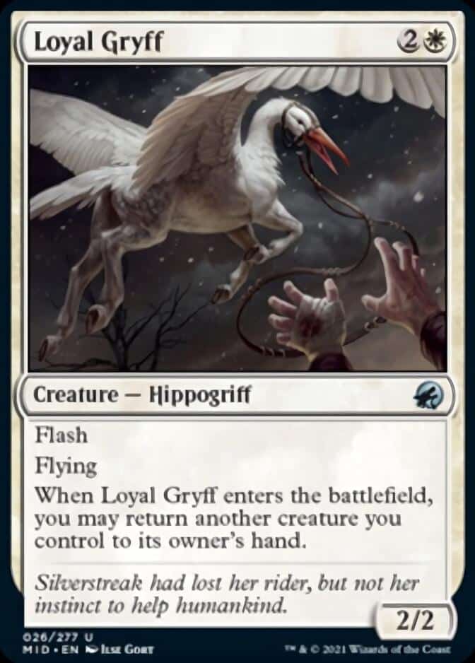 Loyal-Gryff-MID-672