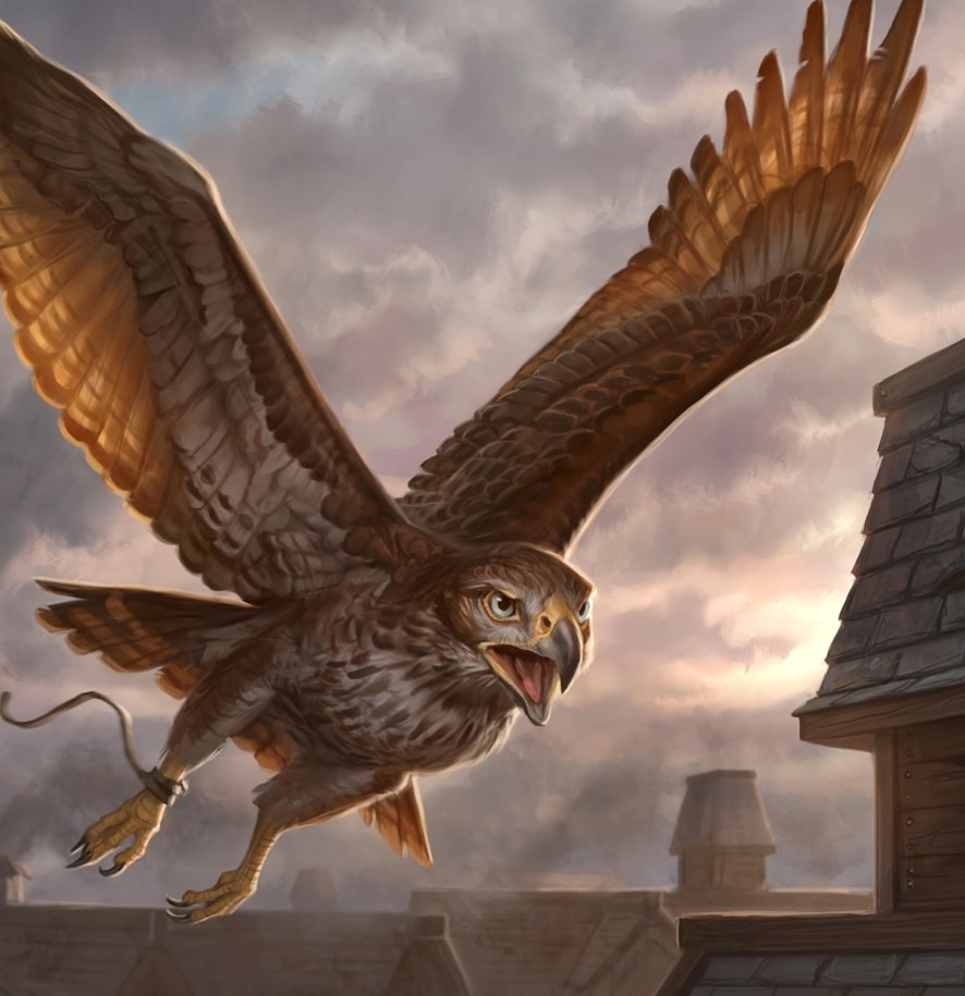 scouting hawk
