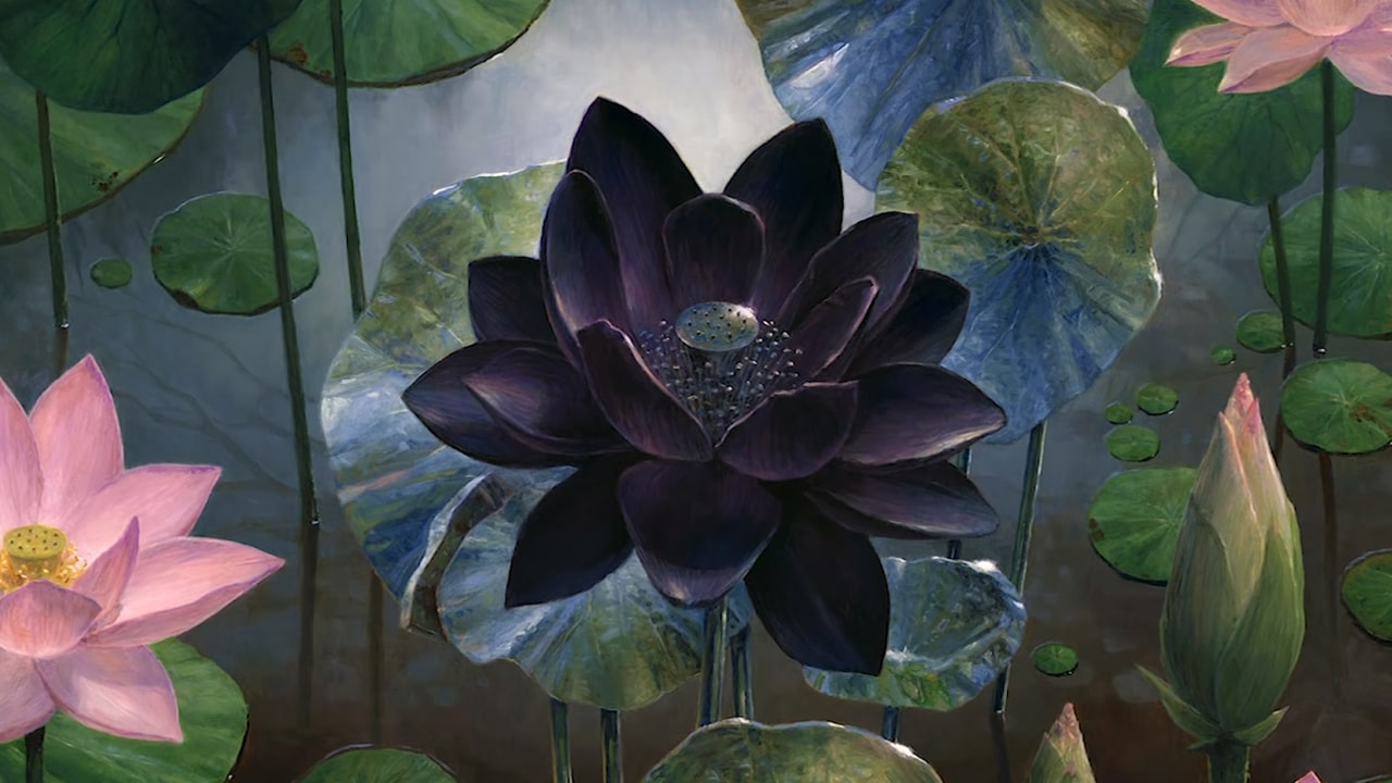 Black Lotus